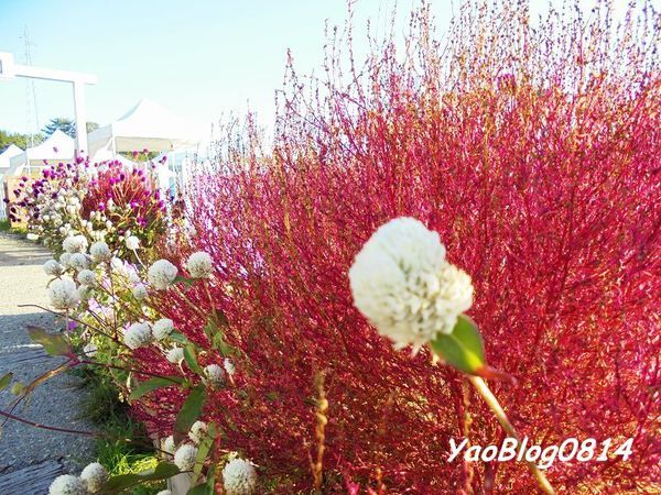 【日本│岐阜縣郡上市│景點】花之驛蛭野高原-HIRUGANO高原掃帚草公園＊秋天限定的粉紅掃帚草