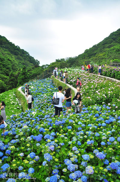 【游记】台北阳明山 大梯田花卉生态农园 花季限定!