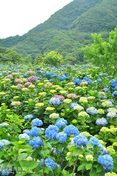 【游记】台北阳明山 大梯田花卉生态农园 花季限定!