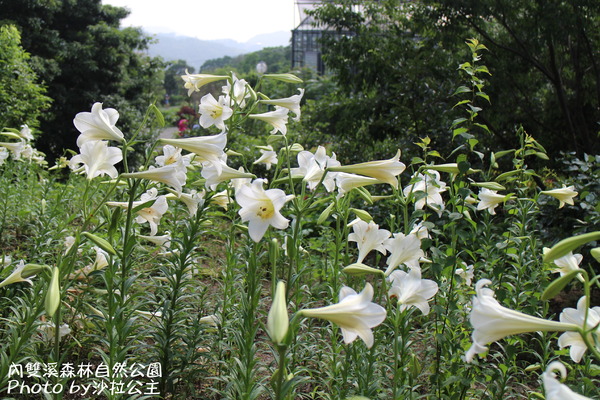 內雙溪森林自然公園:士林-內雙溪自然中心(免費參觀) 內雙溪森林自然公園:士林-內雙溪自然中心(免費參觀)