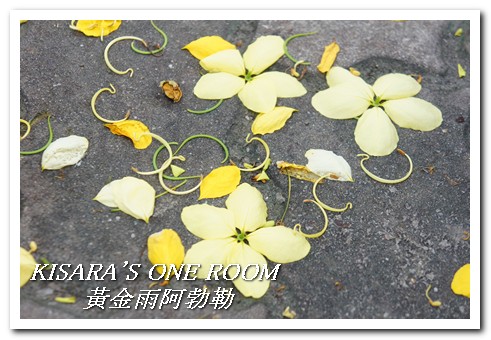 台中西區黃金雨‧阿勃勒:黄金雨隨風飄──台中阿勃勒賞花 台中西區黃金雨‧阿勃勒:黄金雨隨風飄──台中阿勃勒賞花
