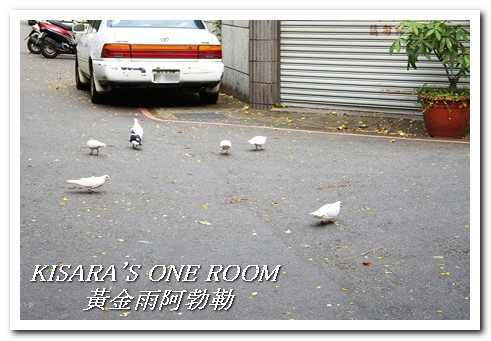 台中西區黃金雨‧阿勃勒:黄金雨隨風飄──台中阿勃勒賞花 台中西區黃金雨‧阿勃勒:黄金雨隨風飄──台中阿勃勒賞花