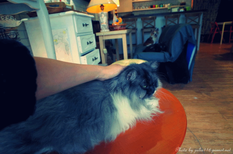 快来喵星人乐园宠爱毛孩子  请遵守周末假日有低消$150的规定喔,不限