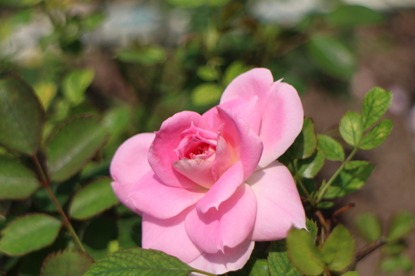 2015玫瑰花展:春日微旅行「2015玫瑰花展」(4/1~4/12)士林官邸/士林捷運站 2015玫瑰花展:春日微旅行「2015玫瑰花展」(4/1~4/12)士林官邸/士林捷運站