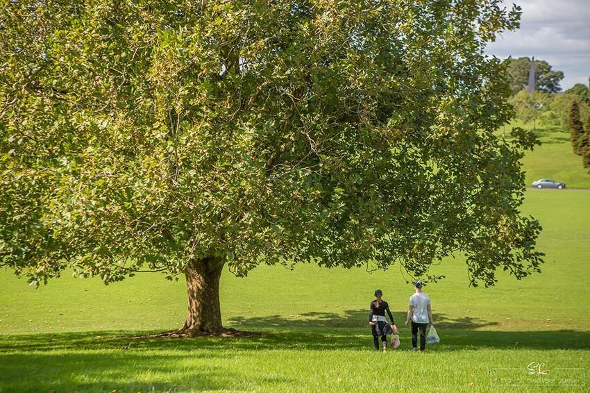 紐西蘭 | 奧克蘭 Auckland | 中央公園 Auckland Domain Park