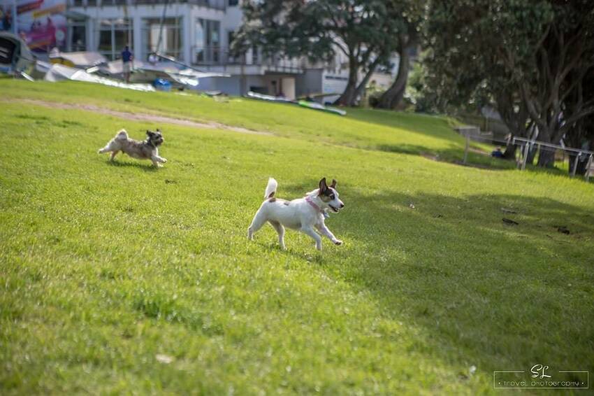 紐西蘭 | 奧克蘭北岸 North Shore | 塔卡普納 Takapuna