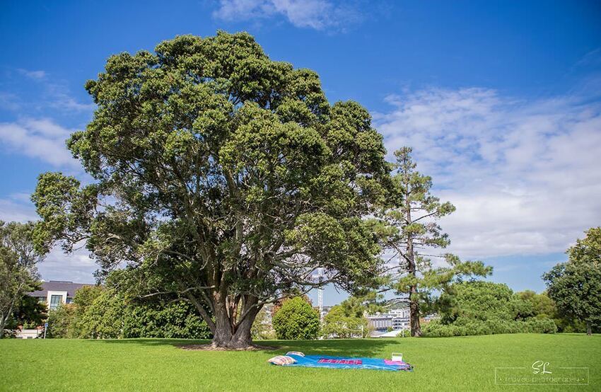 紐西蘭 | 奧克蘭 Auckland | 中央公園 Auckland Domain Park