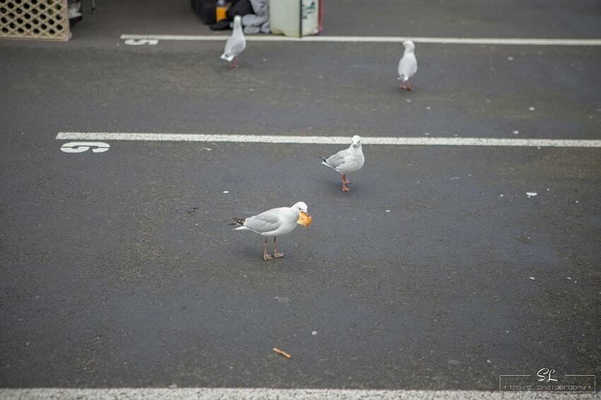 紐西蘭 | 奧克蘭北岸 North Shore | 塔卡普納 Takapuna