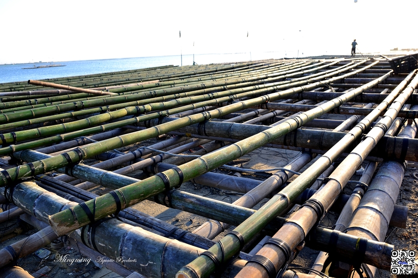 東石浮筏式蚵棚