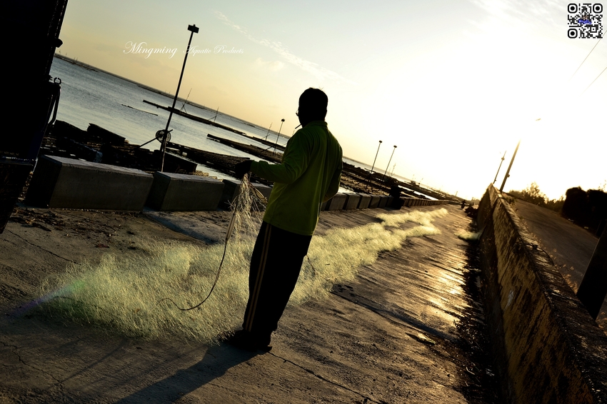 東石浮筏式蚵棚