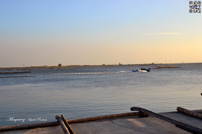 東石浮筏式蚵棚