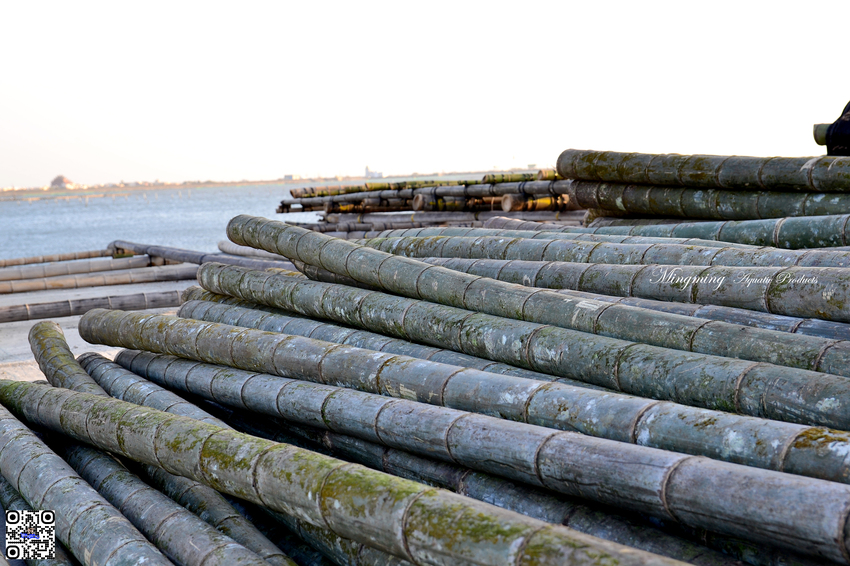 東石浮筏式蚵棚