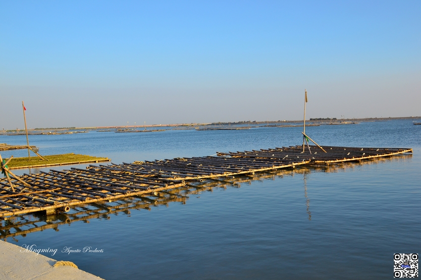 東石浮筏式蚵棚