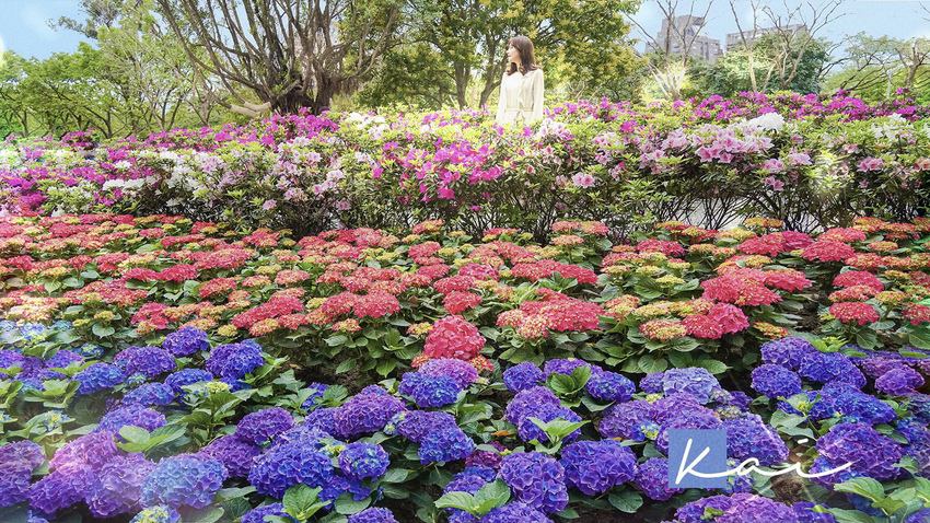 秘境中的秘境!「熊愛關渡」稻田裡的熊熊家族,捷運不是搭到關渡別下錯站喔~(展期、交通、停車須知)|凱的食尚日記