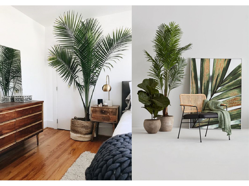 提升空間生命力的秘訣再＋1 推薦4種適合室內大空間的綠植