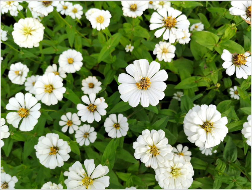 好客園區花海節 - 088.jpg