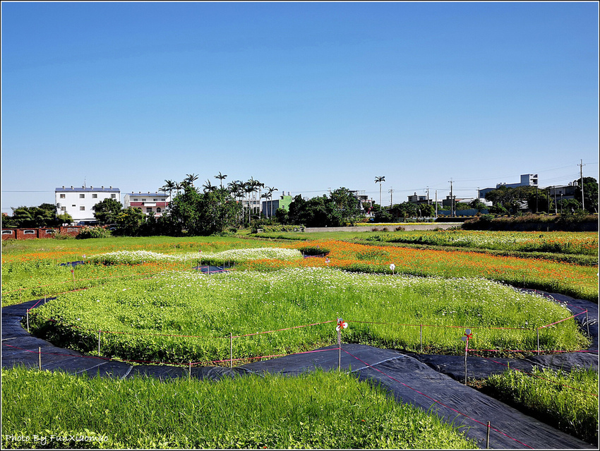 好客園區花海節 - 035.jpg