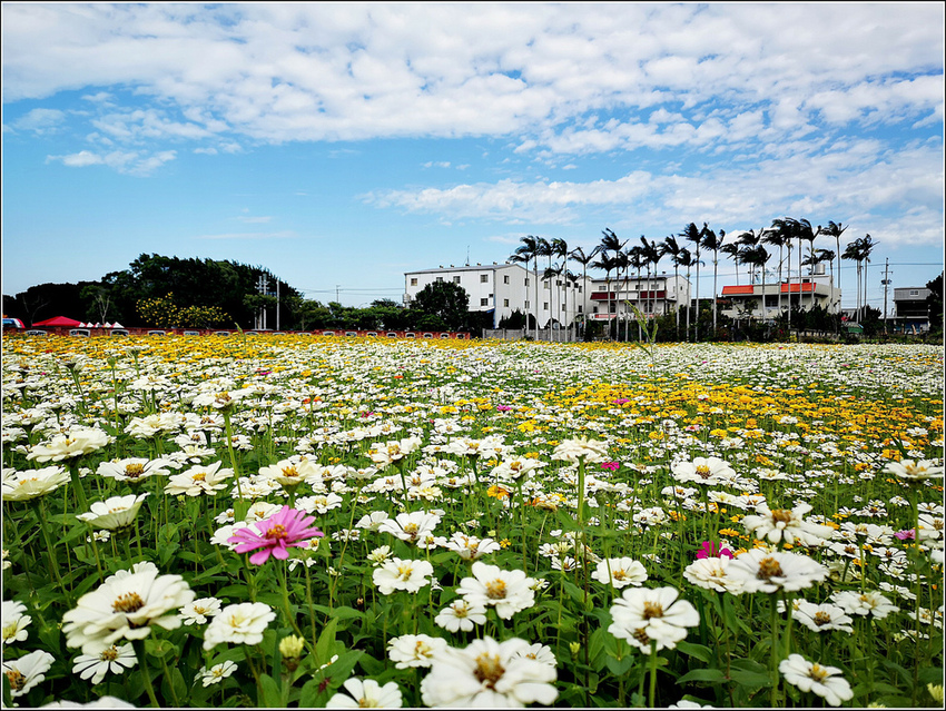 好客園區花海節 - 081.jpg