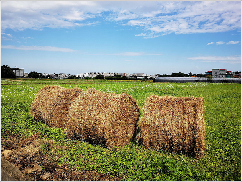 好客園區花海節 - 096.jpg