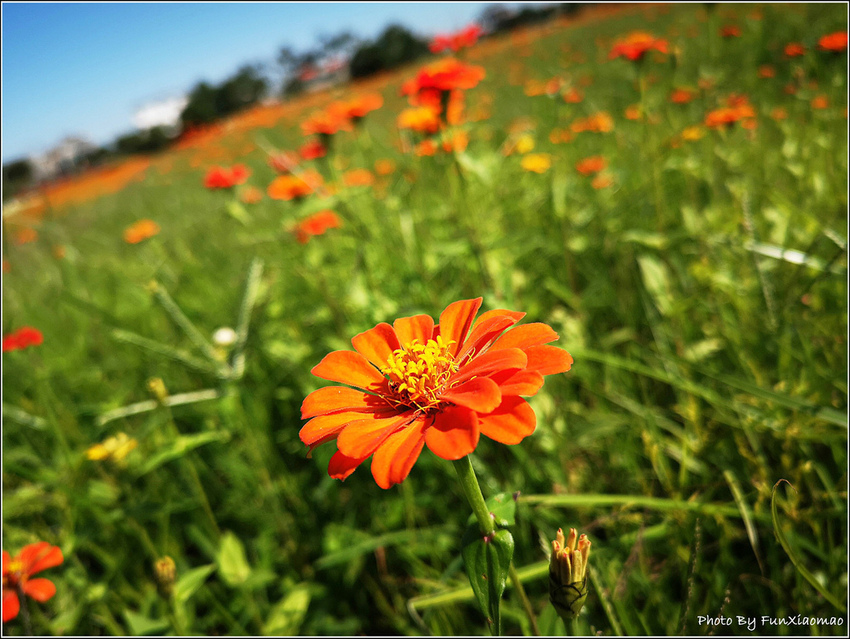 好客園區花海節 - 044.jpg