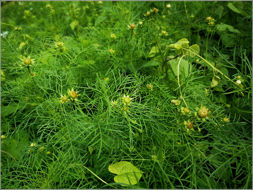 好客園區花海節 - 099.jpg