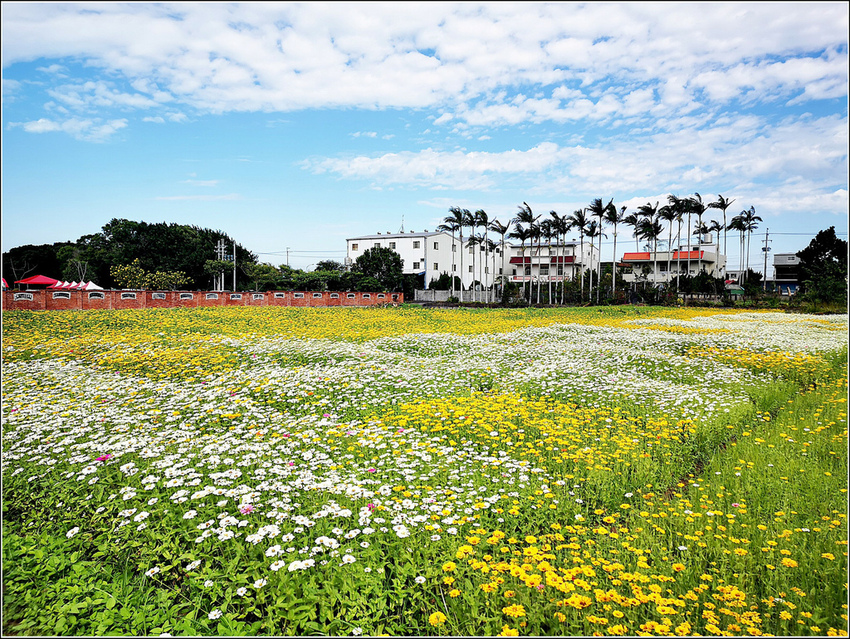 好客園區花海節 - 080.jpg