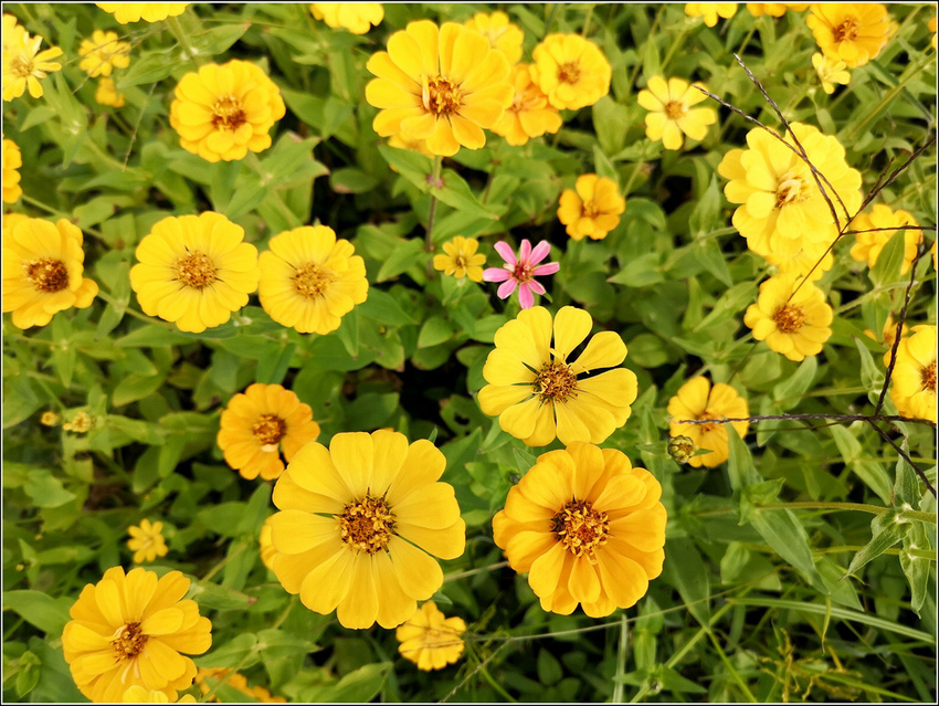 好客園區花海節 - 089.jpg