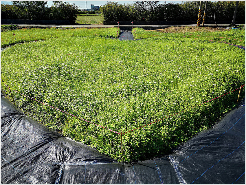 好客園區花海節 - 048.jpg