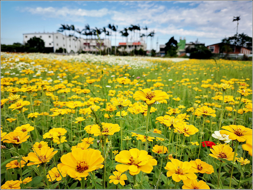 好客園區花海節 - 083.jpg