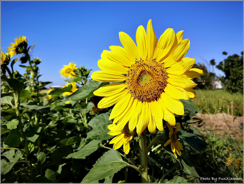 好客園區花海節 - 050.jpg