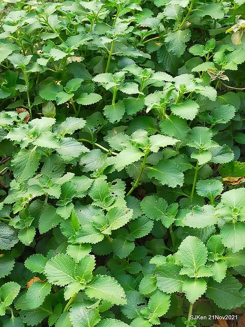 新北市泰山區楓樹河濱公園「蒜香藤」(Garlic Vine)花季，2021.11.19 ~ 2021.11,28, SJKen, Hsinpei city, Nov 21, 2021.