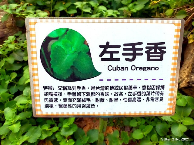 新北市泰山區楓樹河濱公園「蒜香藤」(Garlic Vine)花季，2021.11.19 ~ 2021.11,28, SJKen, Hsinpei city, Nov 21, 2021.