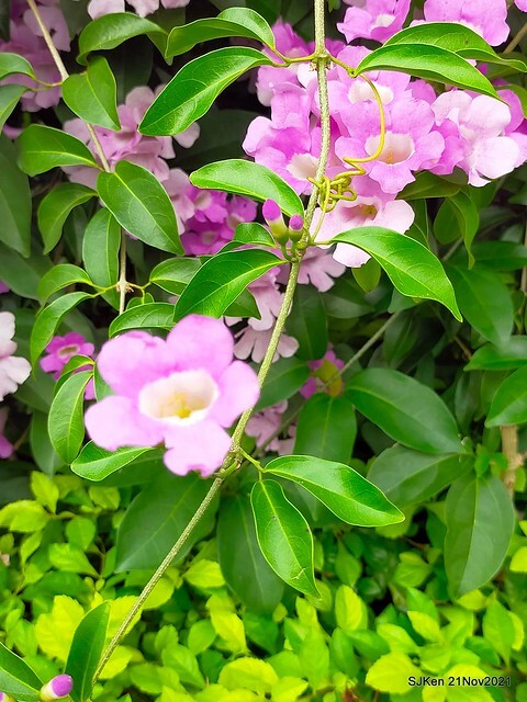 新北市泰山區楓樹河濱公園「蒜香藤」(Garlic Vine)花季，2021.11.19 ~ 2021.11,28, SJKen, Hsinpei city, Nov 21, 2021.