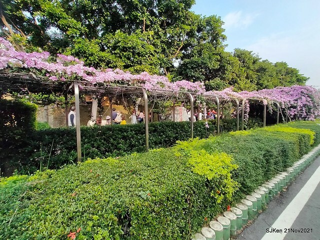 新北市泰山區楓樹河濱公園「蒜香藤」(Garlic Vine)花季，2021.11.19 ~ 2021.11,28, SJKen, Hsinpei city, Nov 21, 2021.