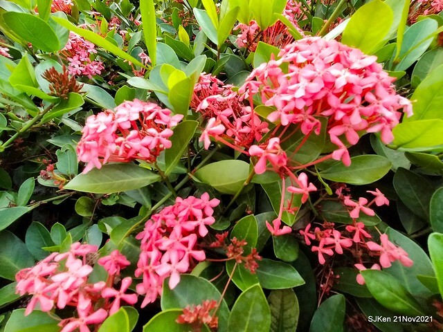 新北市泰山區楓樹河濱公園「蒜香藤」(Garlic Vine)花季，2021.11.19 ~ 2021.11,28, SJKen, Hsinpei city, Nov 21, 2021.