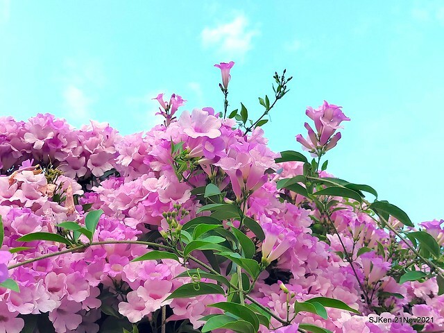 新北市泰山區楓樹河濱公園「蒜香藤」(Garlic Vine)花季，2021.11.19 ~ 2021.11,28, SJKen, Hsinpei city, Nov 21, 2021.