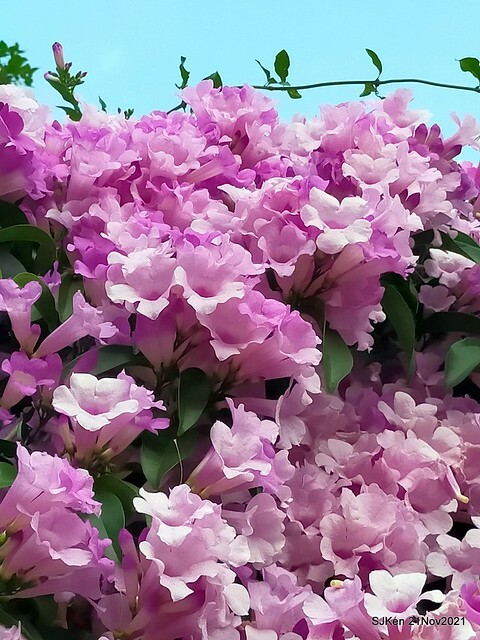 新北市泰山區楓樹河濱公園「蒜香藤」(Garlic Vine)花季，2021.11.19 ~ 2021.11,28, SJKen, Hsinpei city, Nov 21, 2021.