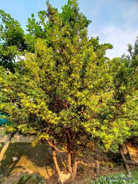 新北市泰山區楓樹河濱公園「蒜香藤」(Garlic Vine)花季，2021.11.19 ~ 2021.11,28, SJKen, Hsinpei city, Nov 21, 2021.