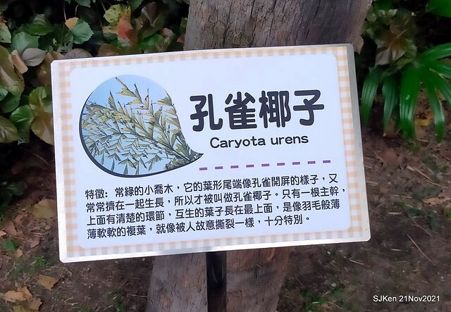 新北市泰山區楓樹河濱公園「蒜香藤」(Garlic Vine)花季，2021.11.19 ~ 2021.11,28, SJKen, Hsinpei city, Nov 21, 2021.