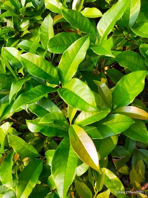 新北市泰山區楓樹河濱公園「蒜香藤」(Garlic Vine)花季，2021.11.19 ~ 2021.11,28, SJKen, Hsinpei city, Nov 21, 2021.