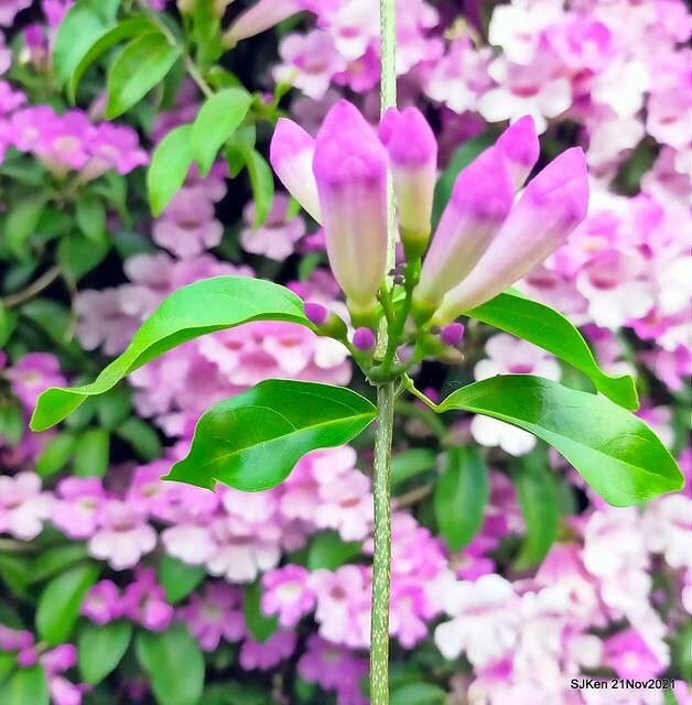 新北市泰山區楓樹河濱公園「蒜香藤」(Garlic Vine)花季，2021.11.19 ~ 2021.11,28, SJKen, Hsinpei city, Nov 21, 2021.