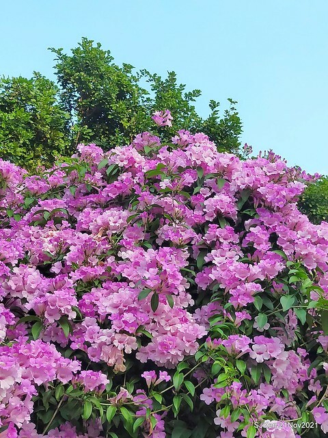 新北市泰山區楓樹河濱公園「蒜香藤」(Garlic Vine)花季，2021.11.19 ~ 2021.11,28, SJKen, Hsinpei city, Nov 21, 2021.