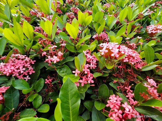 新北市泰山區楓樹河濱公園「蒜香藤」(Garlic Vine)花季，2021.11.19 ~ 2021.11,28, SJKen, Hsinpei city, Nov 21, 2021.