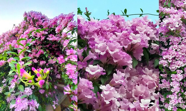 新北市泰山區楓樹河濱公園「蒜香藤」(Garlic Vine)花季，2021.11.19 ~ 2021.11,28, SJKen, Hsinpei city, Nov 21, 2021.