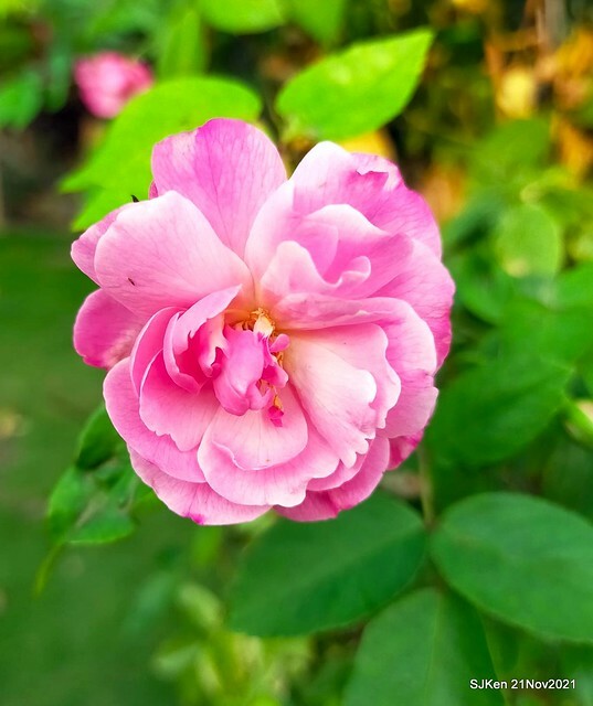 新北市泰山區楓樹河濱公園「蒜香藤」(Garlic Vine)花季，2021.11.19 ~ 2021.11,28, SJKen, Hsinpei city, Nov 21, 2021.