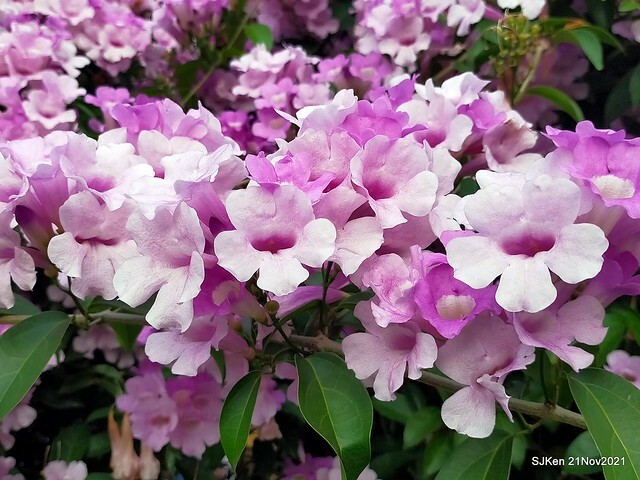 新北市泰山區楓樹河濱公園「蒜香藤」(Garlic Vine)花季，2021.11.19 ~ 2021.11,28, SJKen, Hsinpei city, Nov 21, 2021.