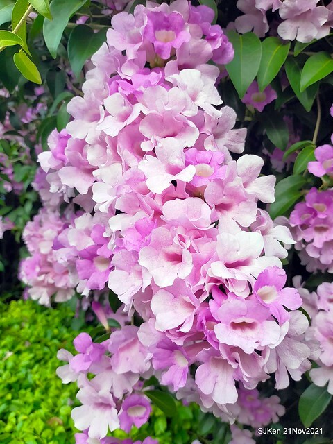 新北市泰山區楓樹河濱公園「蒜香藤」(Garlic Vine)花季，2021.11.19 ~ 2021.11,28, SJKen, Hsinpei city, Nov 21, 2021.