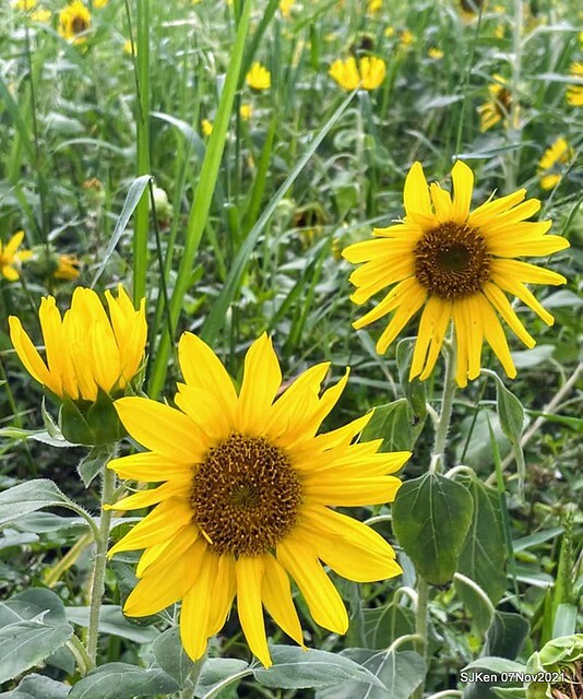 116-247641923_4746076168783484_4747974530233190271_n