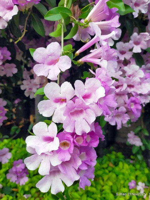 新北市泰山區楓樹河濱公園「蒜香藤」(Garlic Vine)花季，2021.11.19 ~ 2021.11,28, SJKen, Hsinpei city, Nov 21, 2021.