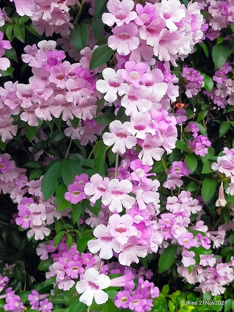 新北市泰山區楓樹河濱公園「蒜香藤」(Garlic Vine)花季，2021.11.19 ~ 2021.11,28, SJKen, Hsinpei city, Nov 21, 2021.